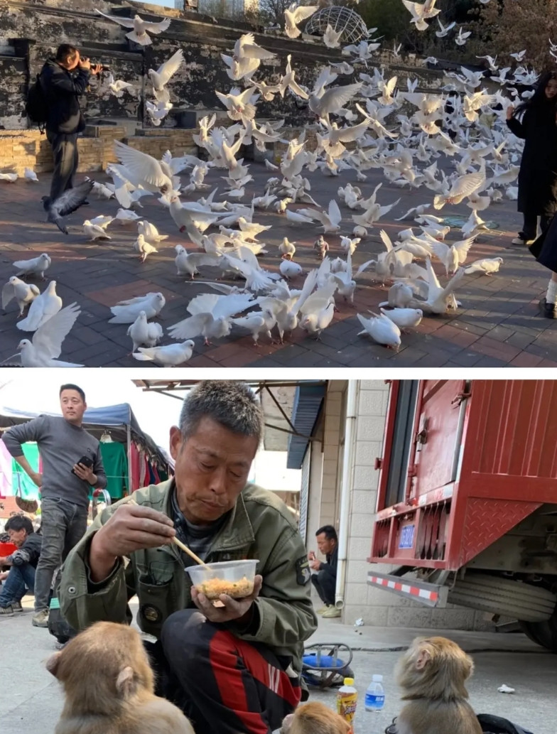 大家发现没？通过这次放信鸽，大家就知道一个问题，那就是为啥北京大爷喜欢养鸽子