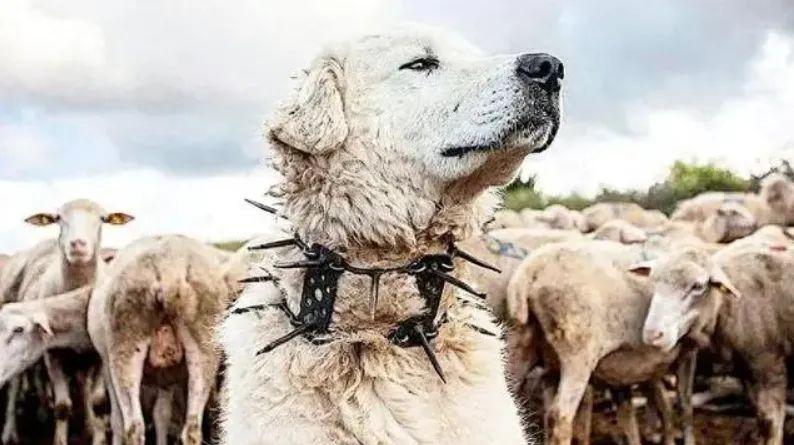 为什么狼群不敢攻击有牧羊犬的羊群？一位牧民表示，如果在野外，牧羊犬遭到狼的攻击，
