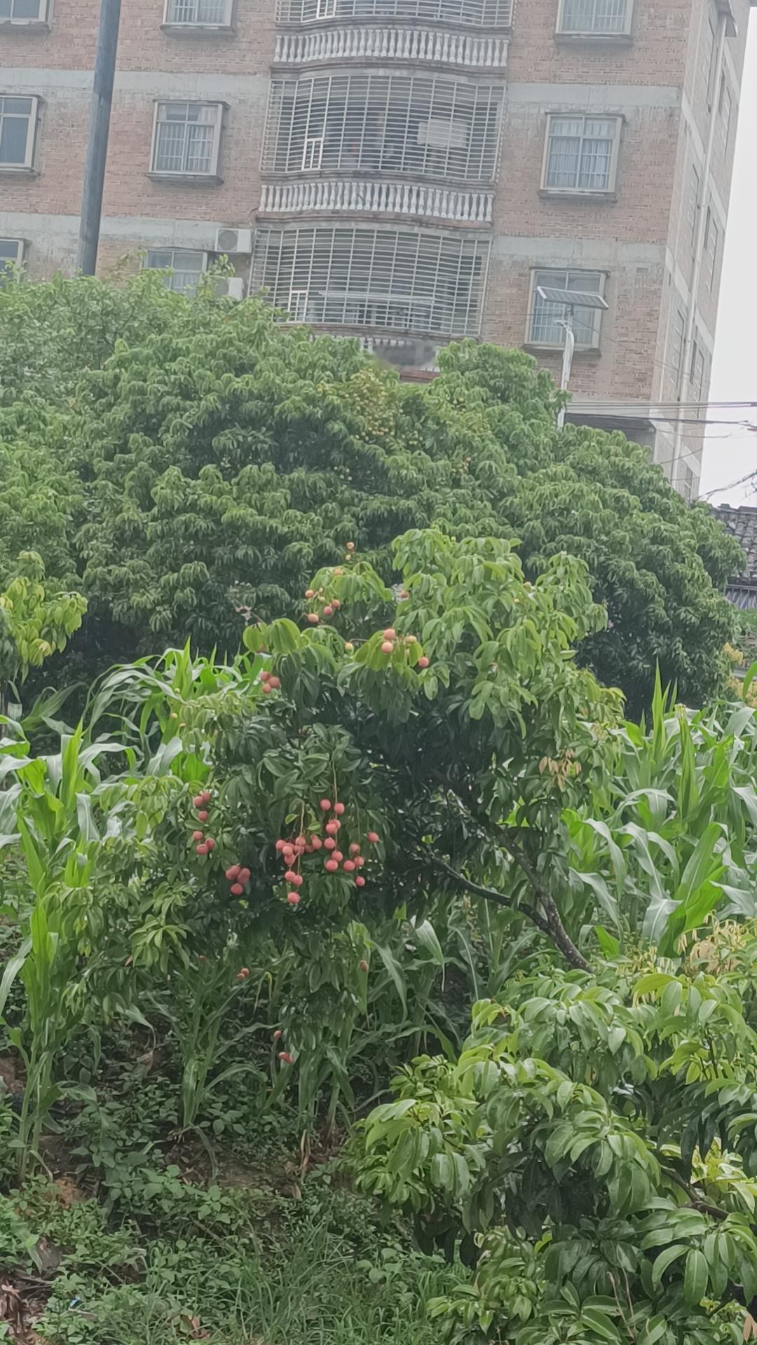 桂平的荔枝去年桂平的荔枝盛产，今年的量就有点少了，不过，时节到了，没果的