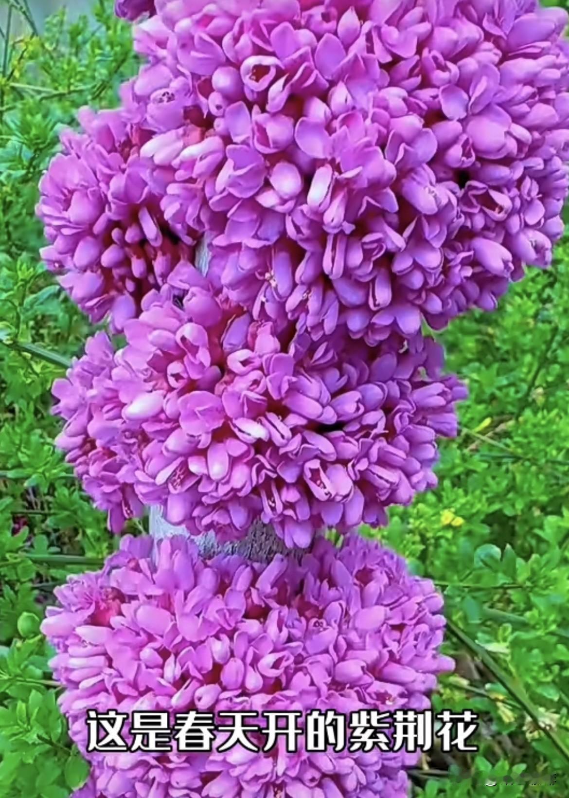 “人随春好，春与人宜"春天没有心事，春天只顾花开又一次的春和景明‼️