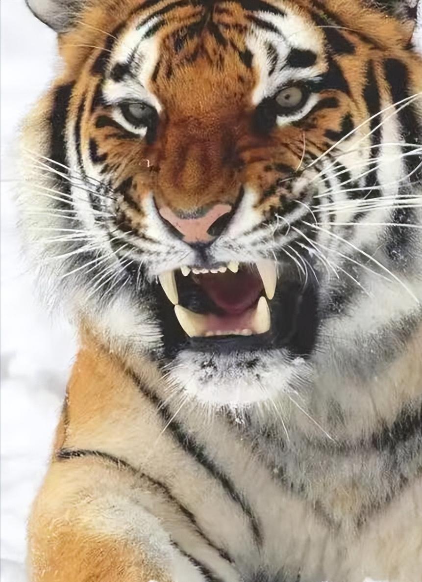 昨晚跟巡山十年的老陈吃饭。他抿了口酒，突然压低声音跟我聊起遇虎的事。他说90%