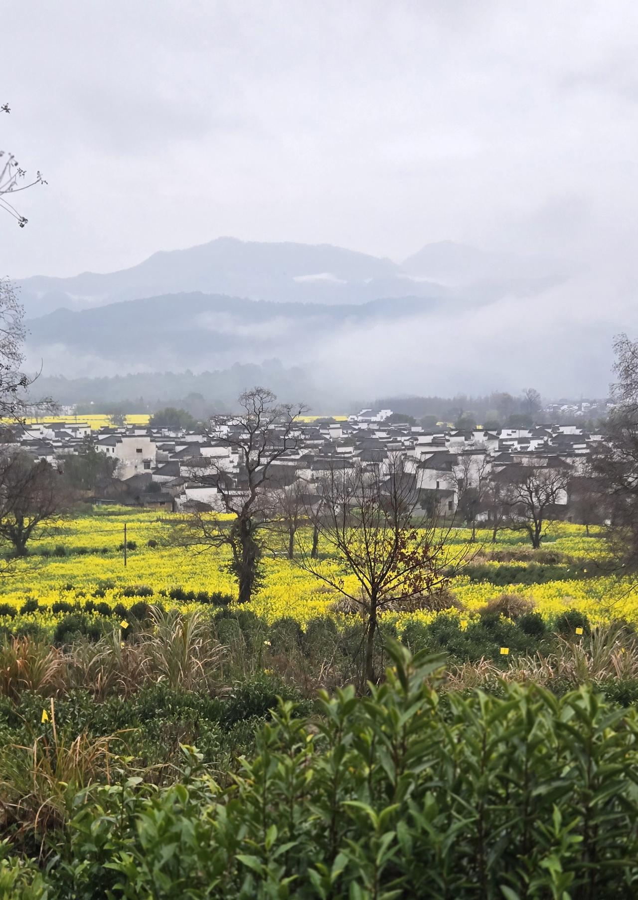 皖南的油菜花开了，处处皆风景，然而美中不足便是村村都要收费！尤以宏村为甚！其
