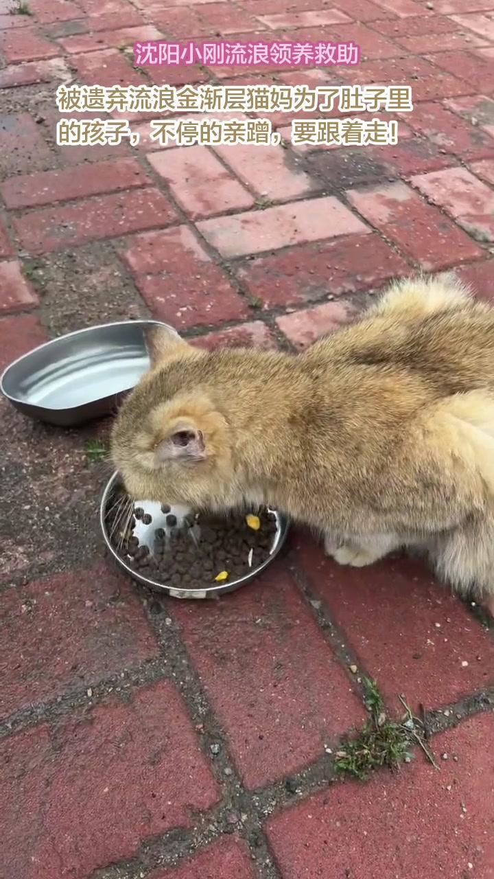 🏥沈阳流浪小猫金渐层怀孕啦！瘦骨嶙峋肚子却超大（标题外正文字数：150字左右
