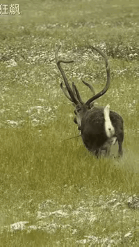 只有我一个人觉得可怜吗？