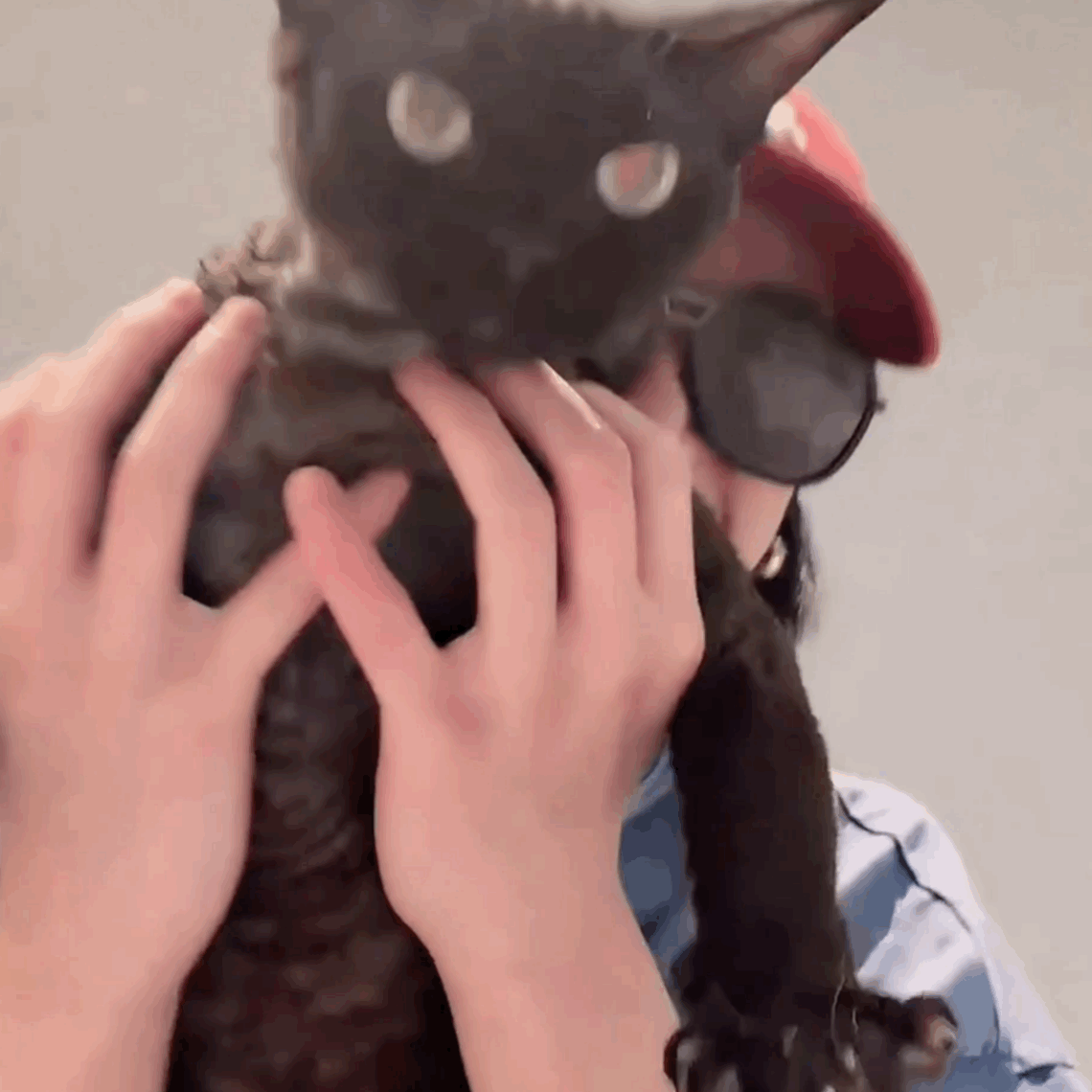 家里两只猛兽​​​