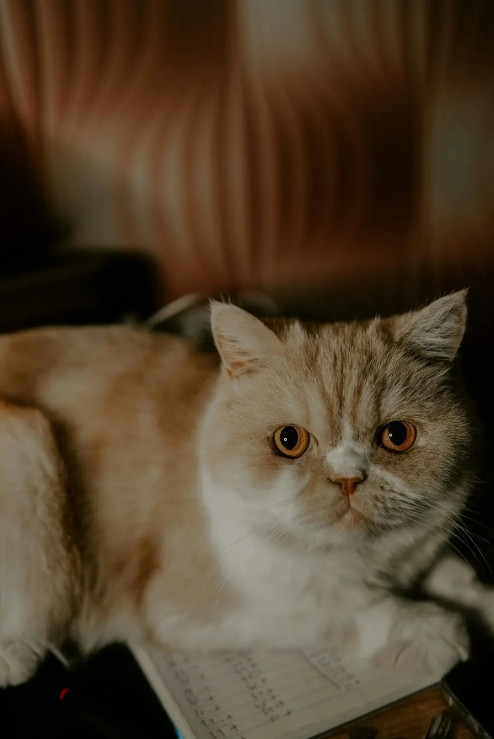 <em>加菲猫</em>养护全攻略