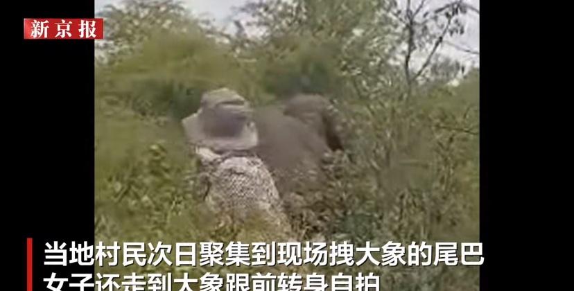 大象甚至都不是故意要去踩的，为什么要安乐？它做错了什么啊？