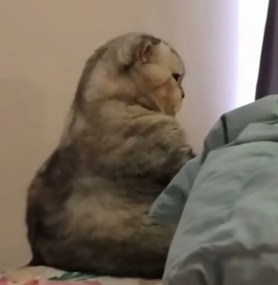 被一只猫咪萌到了！起因是一网友嫌弃自己的16斤的猫咪太胖了，于是不让它上床