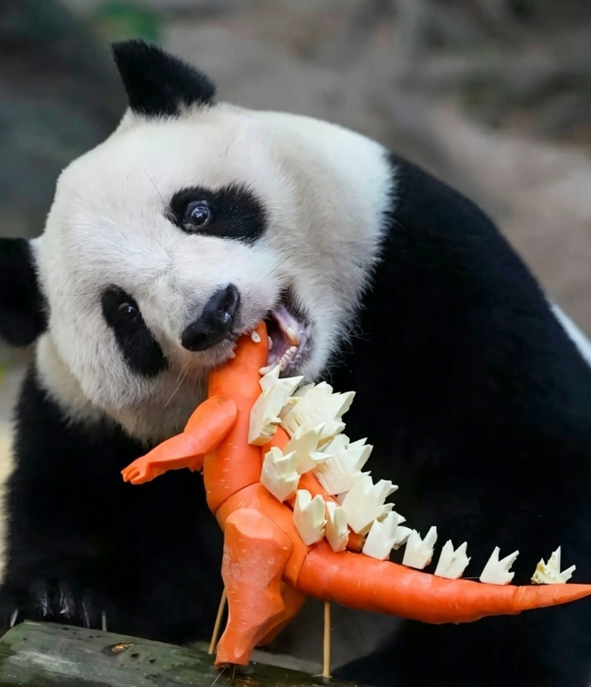 恐龙🦖的“复仇”国宝大熊猫🐼