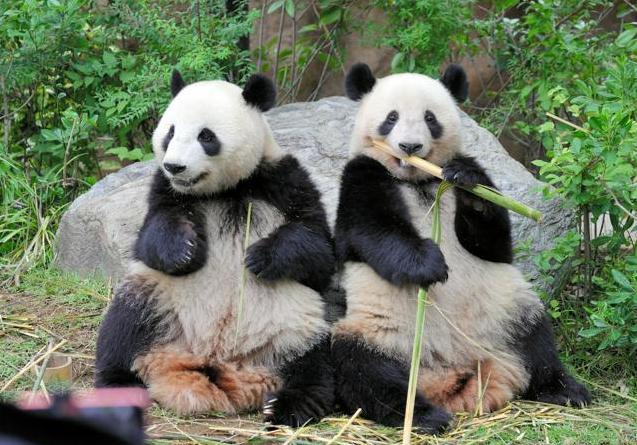 12月15日，《朝日新闻》一则报道让日本上下都揪起了心——他们已经向中国提出再租