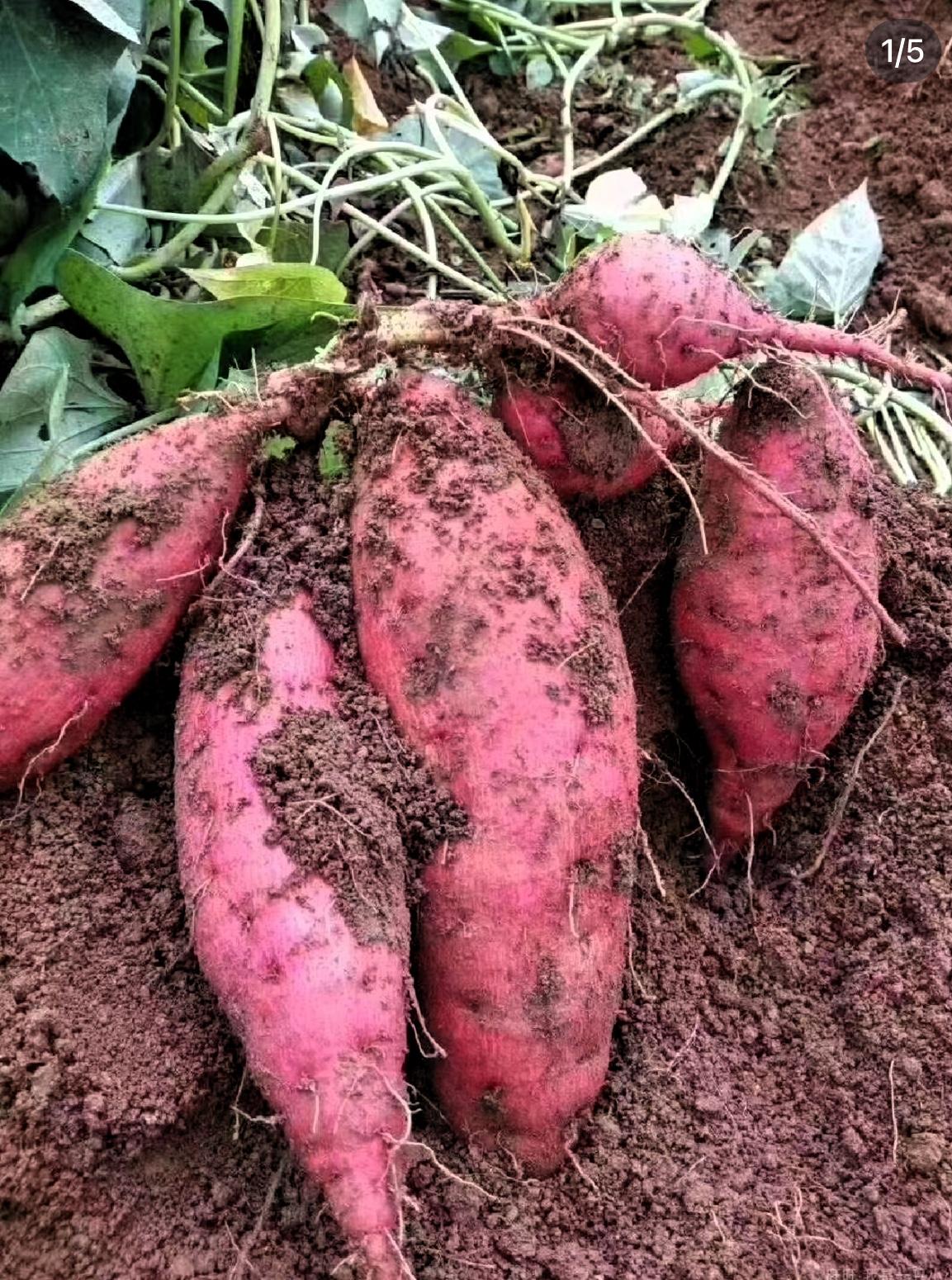 我们地方叫红薯，你们那里叫什么我们喜欢熟着吃，你们那里怎么吃