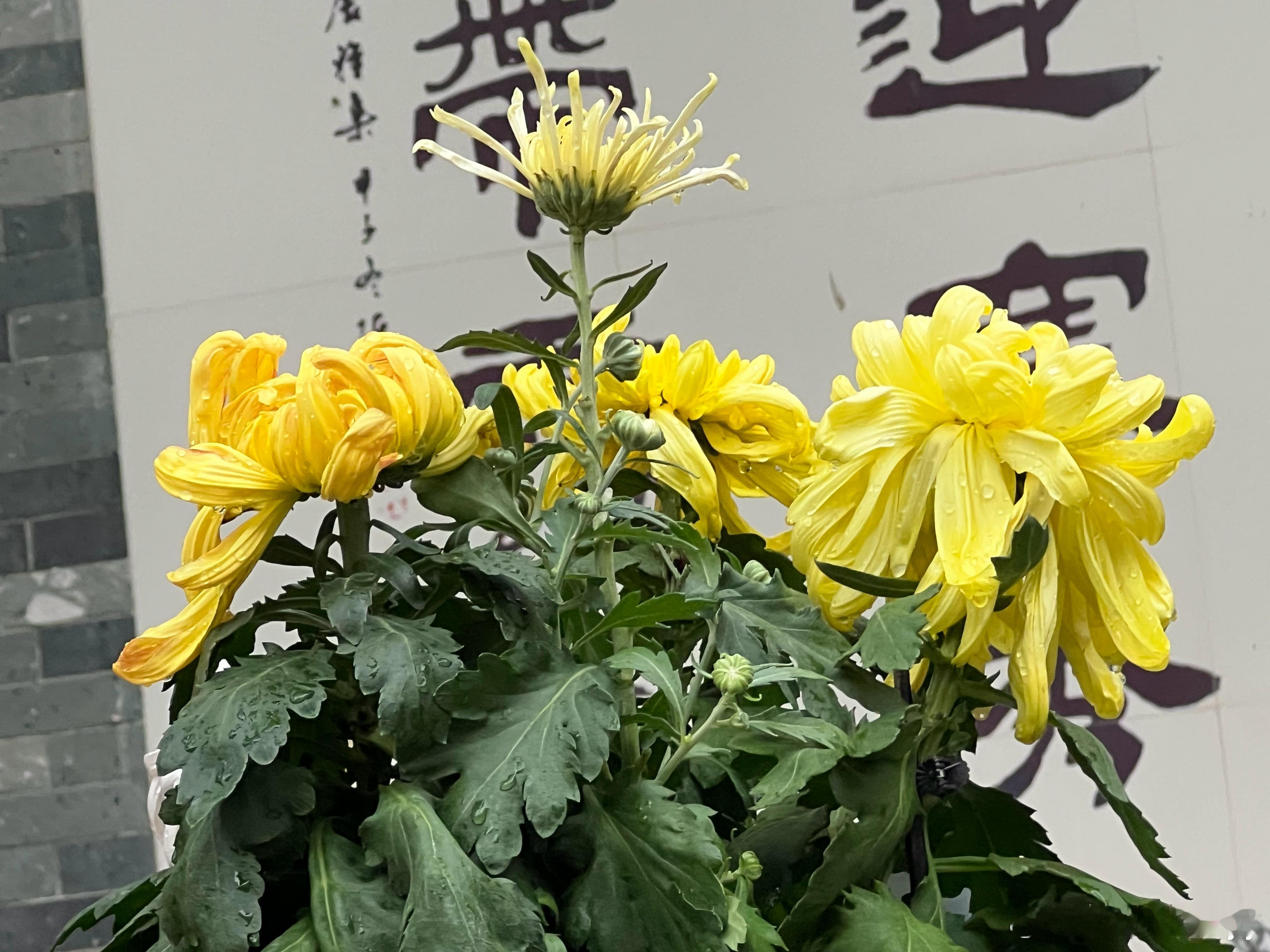 广州文化公园精彩的菊花展，一场唯美浪漫的秋日视觉盛宴！