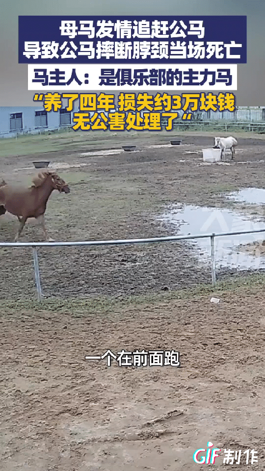 心疼公马3秒钟！安徽六安的一个马场里，一匹发情的母马试图靠近一匹公马，公马却不
