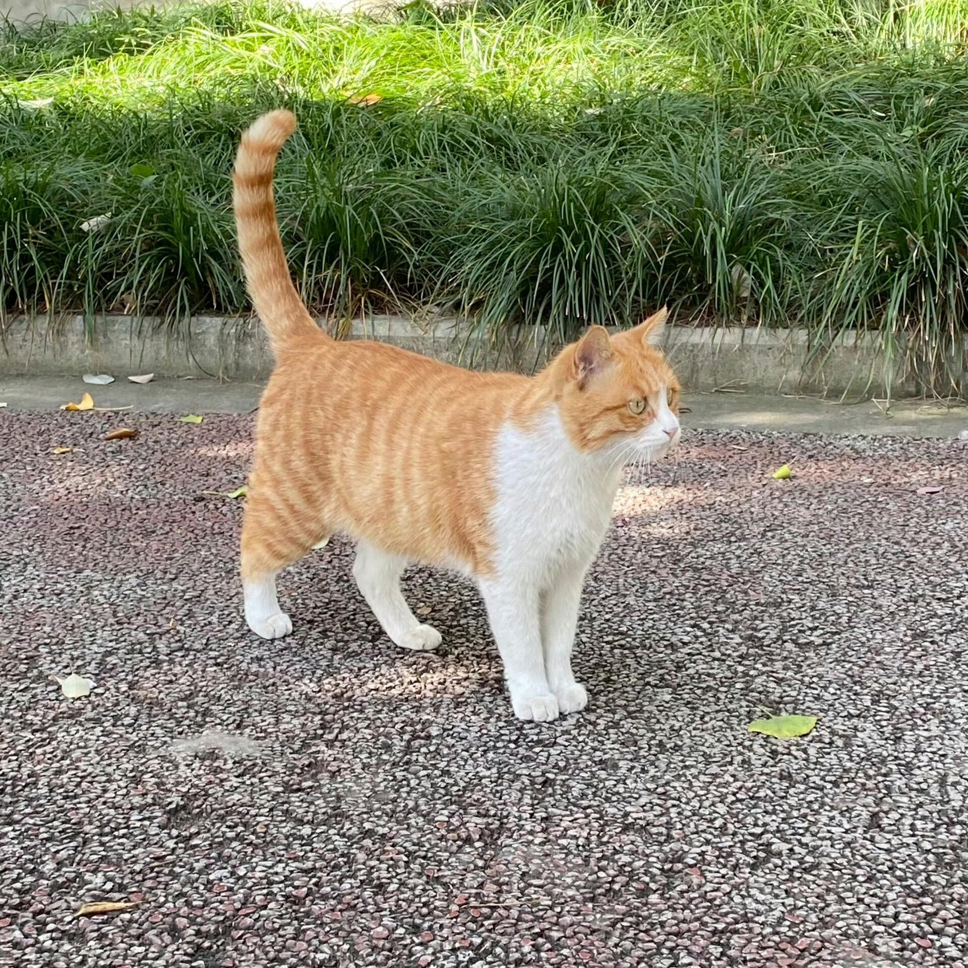 和emoji🐈一模一样的小猫​​​​