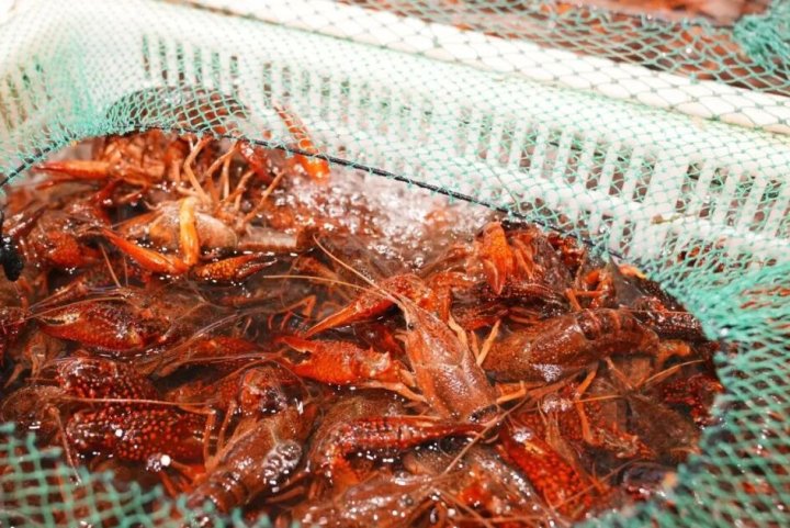 杭州的菜市场太卷了: 小龙虾免费代处理, 还能代炒