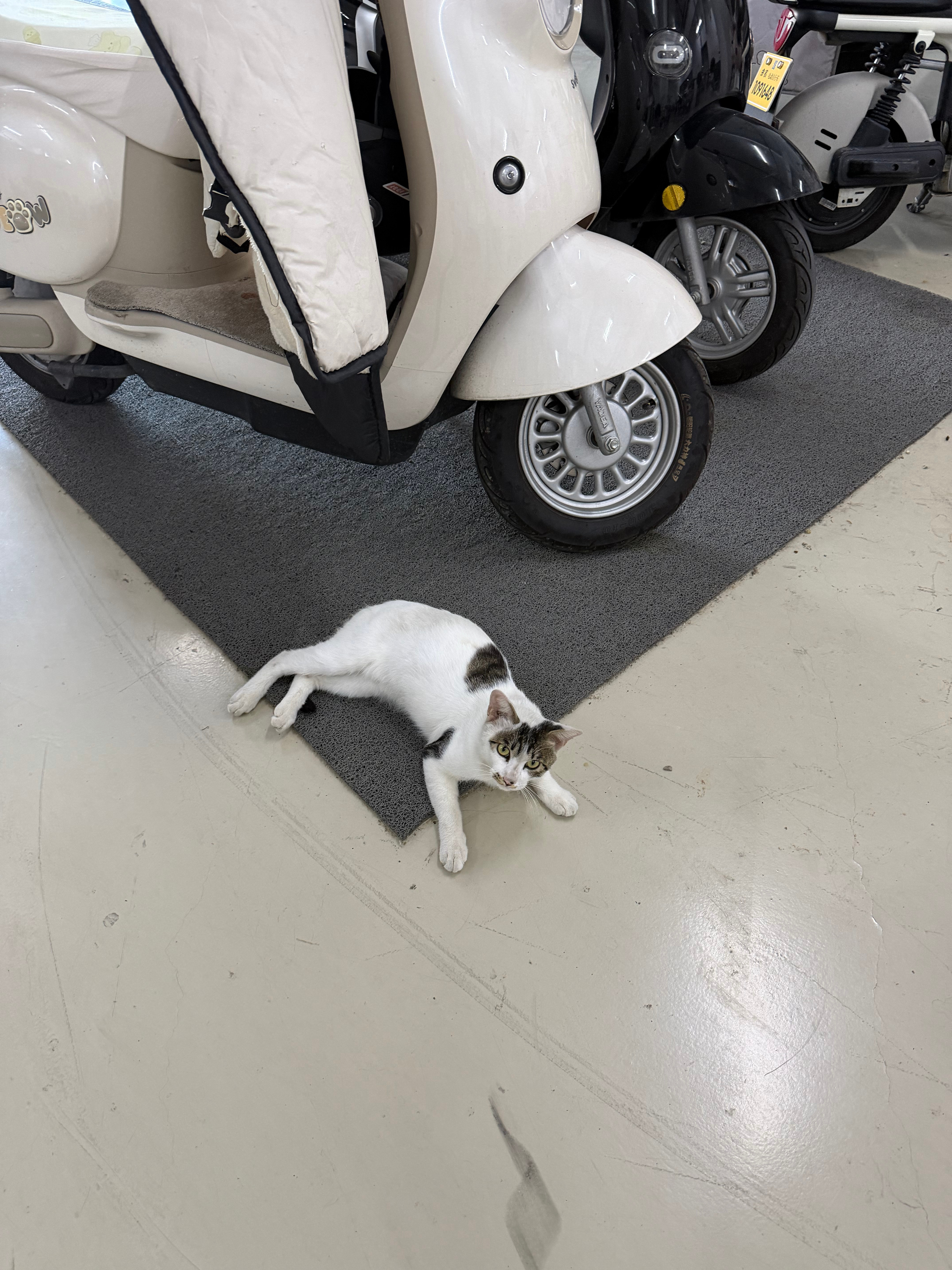 早起遇到一只小猫咪​​​