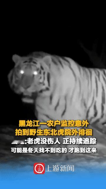 黑龙江密山，农户白天起床后，发现院子里有几个奇怪的脚印，他赶紧调出监控一看，发现