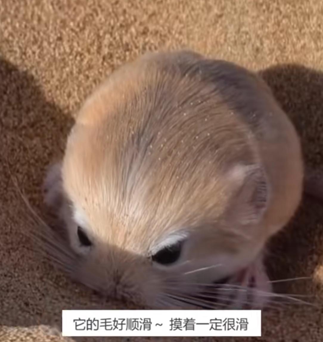 原来鼠标是这样来的！