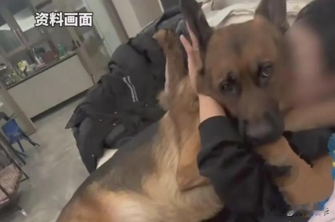 解释不清了！北京一只80斤的牧羊犬，突然跳主人身上，把她踩骨折了，谁料到医院一看