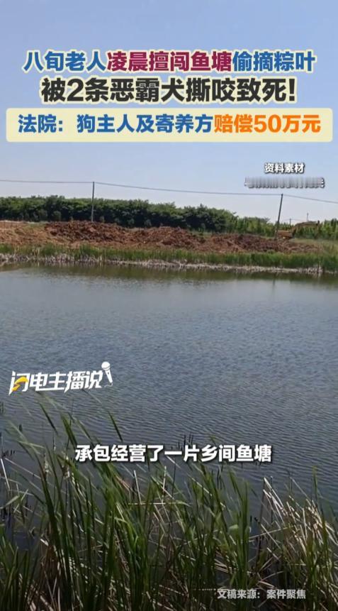 上海，一位80多岁的陈老太因年纪大睡不着，凌晨五点出门溜达。她来到一片私人鱼塘，