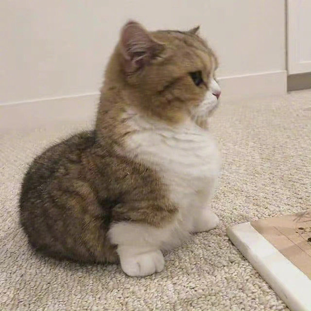 你家宠物会跟你生气么！！