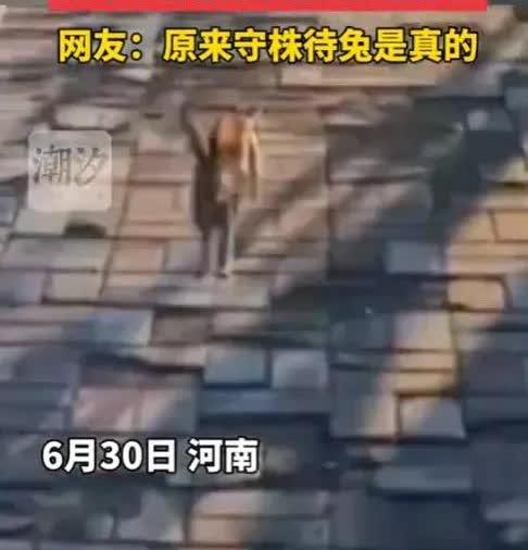 原来守株待兔不是寓言，不是成语，而是写实。在河南一男子在公园散步，突然感觉有什么