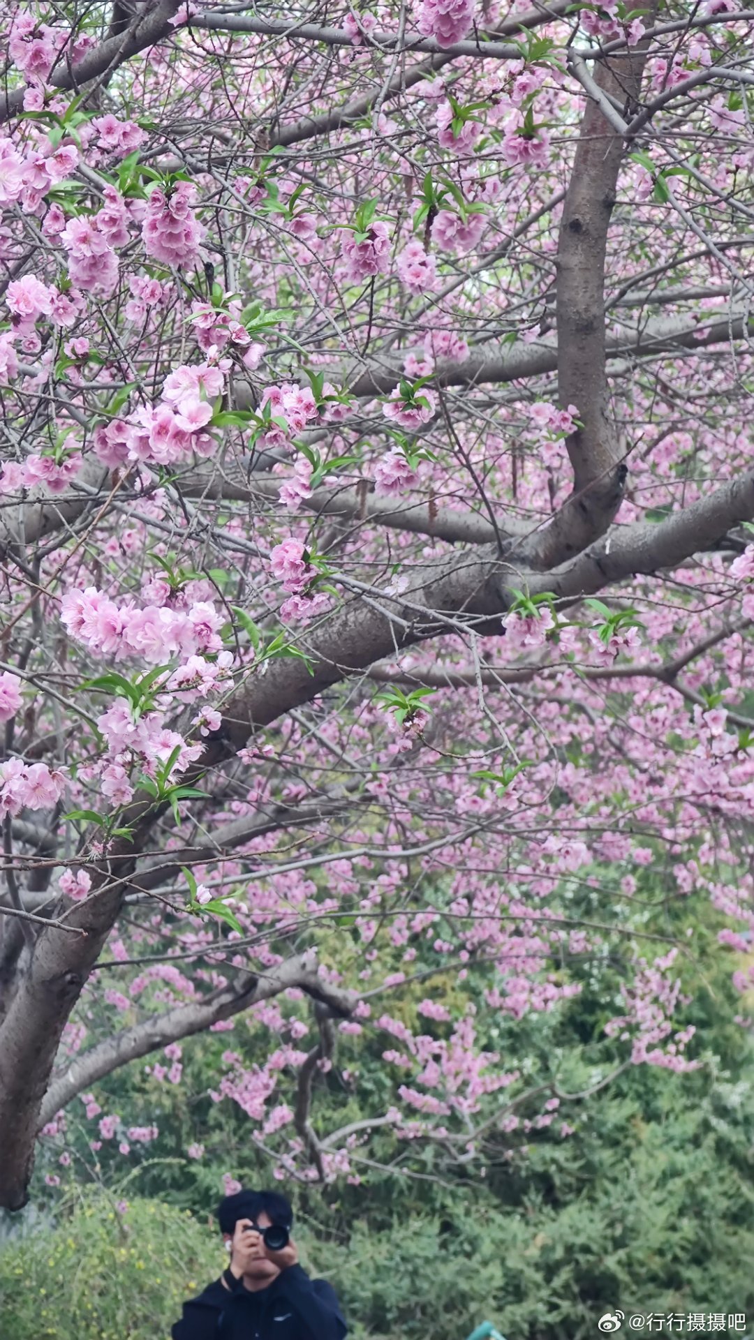 玉渊潭公园的春天摄影