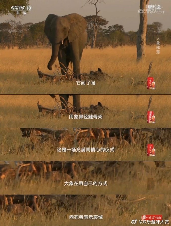 大象会集体参加同伴的葬礼看完电影最大的感触是，大象会用泥土和树枝掩埋同伴，而人
