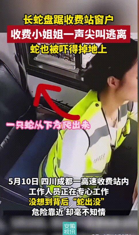 太吓人了！5月10日四川成都，一高速收费站内，一女收费员正坐在岗位上专心的工作，