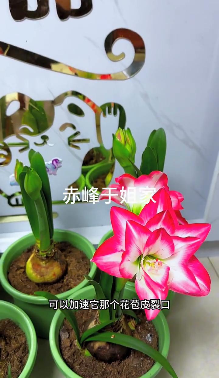 新栽朱顶红，别急着晒太阳。花箭没长高，晒了就炸脖，开不出花。等它长到一拃高，