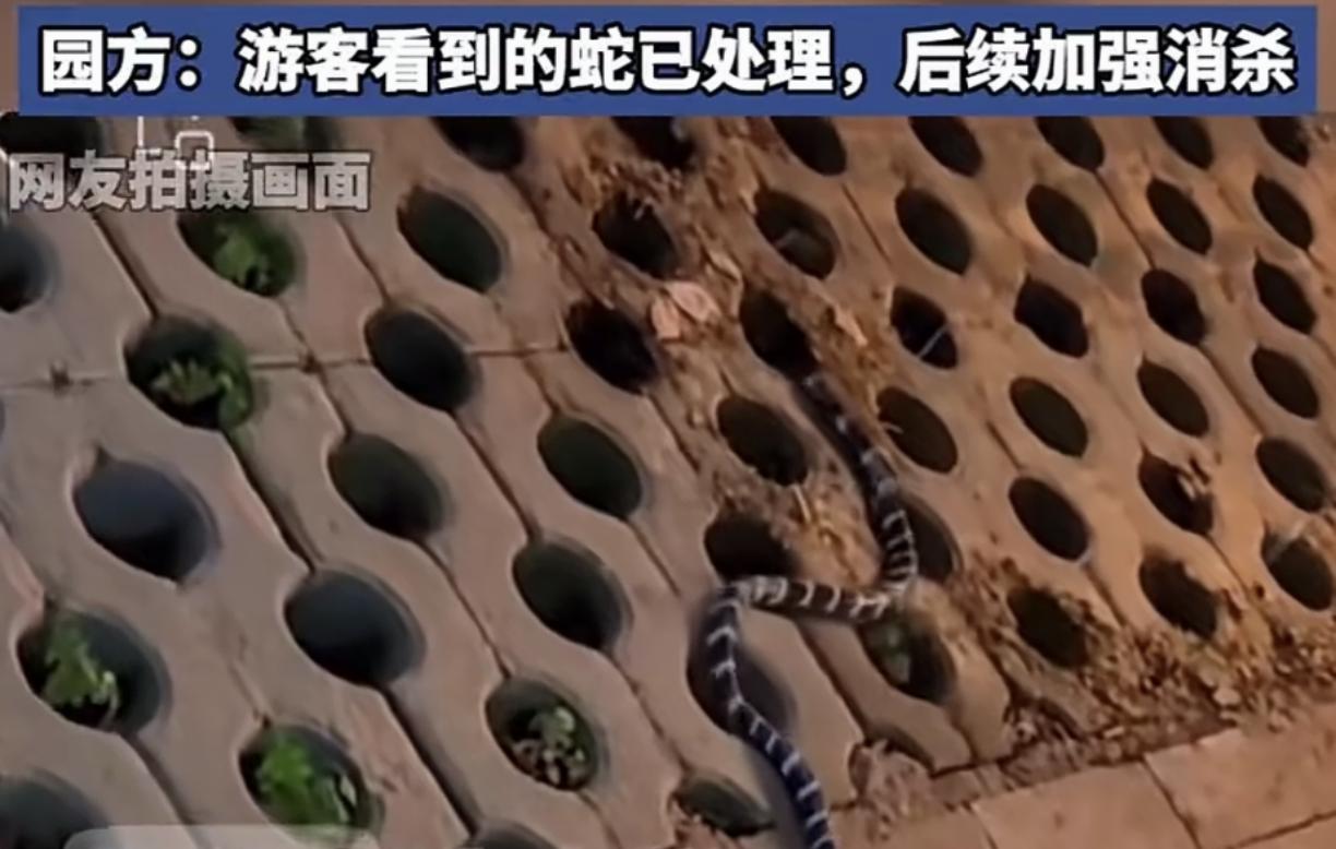 毒蛇泛滥谁之责？毒蛇是地球上生命力最強的物种之一，城里面还动不动放生，却是很