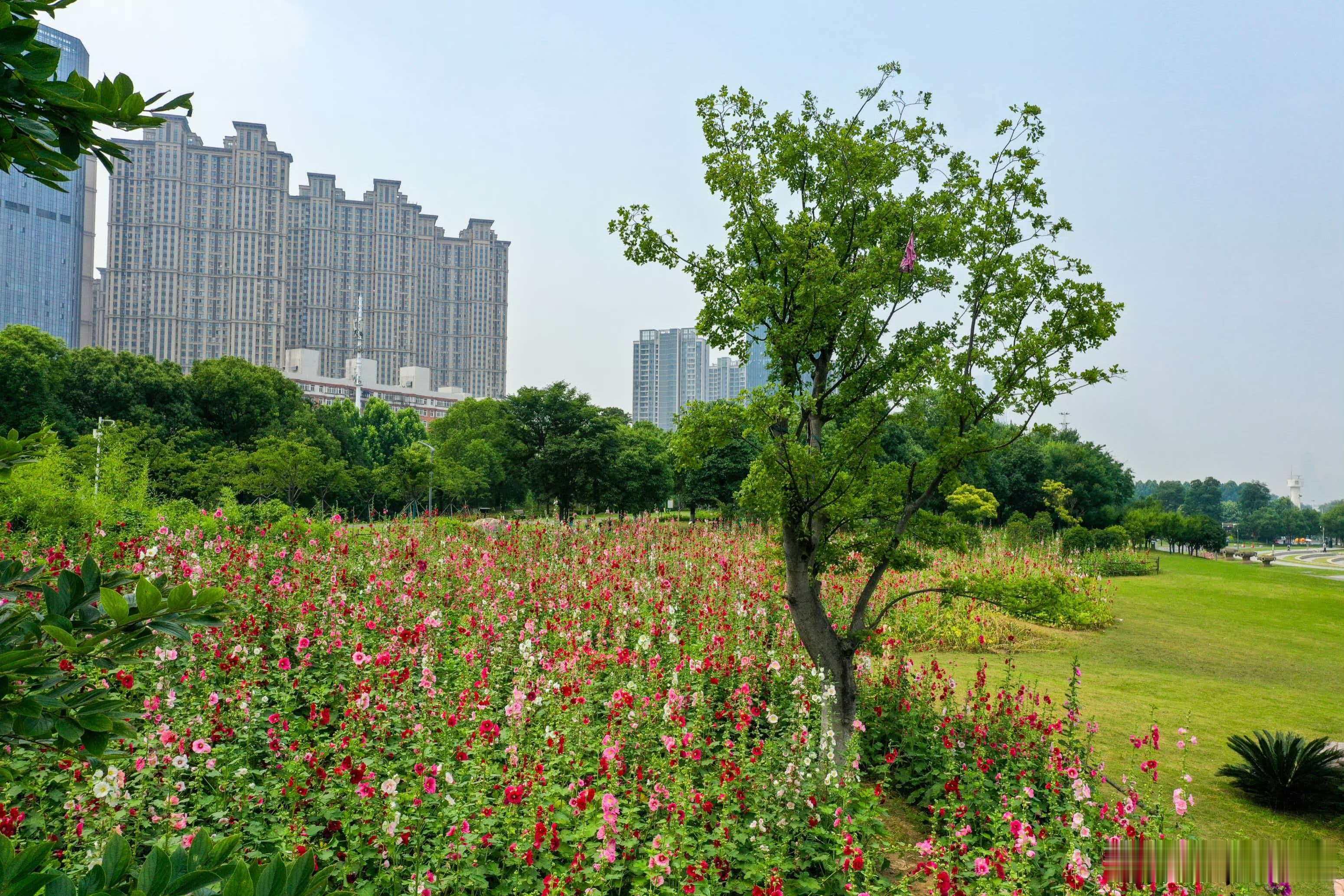 武汉城市漫游攻略江滩夏日花海上新啦~从武昌江滩五期天使广场往下游走约100米