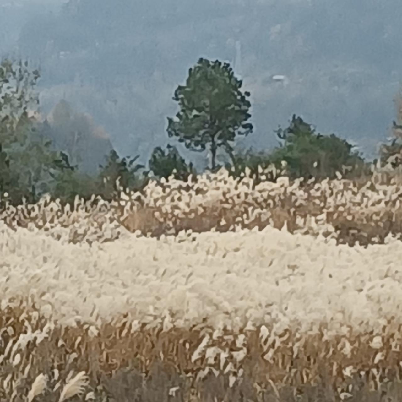 秋日田野，金黄麦浪，静谧自然。
