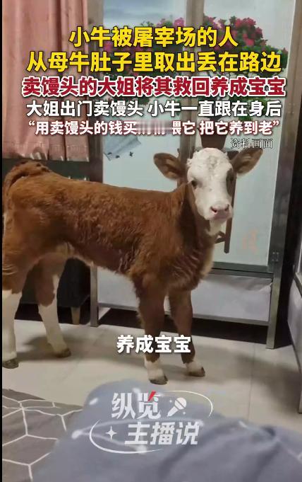 屠宰场边捡回的“弃牛”，竟养成最忠实的跟屁虫！安徽卖馒头的段大姐好心救下濒死小牛