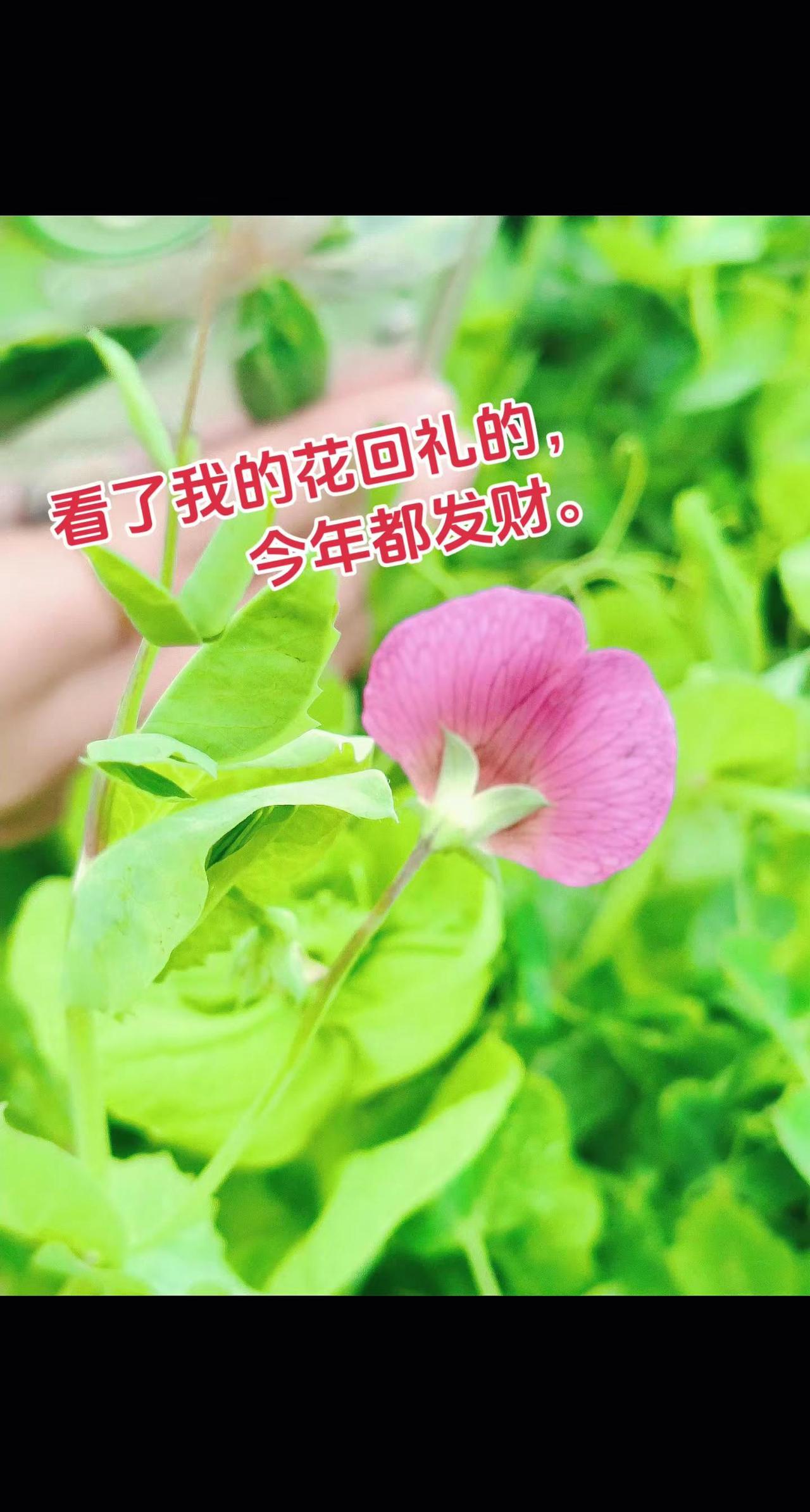 晒晒你拍的花用一张照片证明你是花友你能叫出它的名字吗春天的美食来自田野