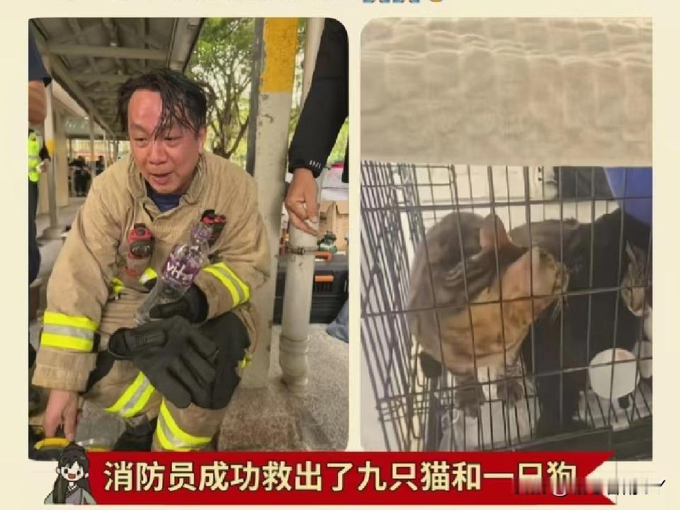 揪心又暖心！香港大火中的小生命，每一只都值得被悉心守护。香港大埔宏福苑五级大