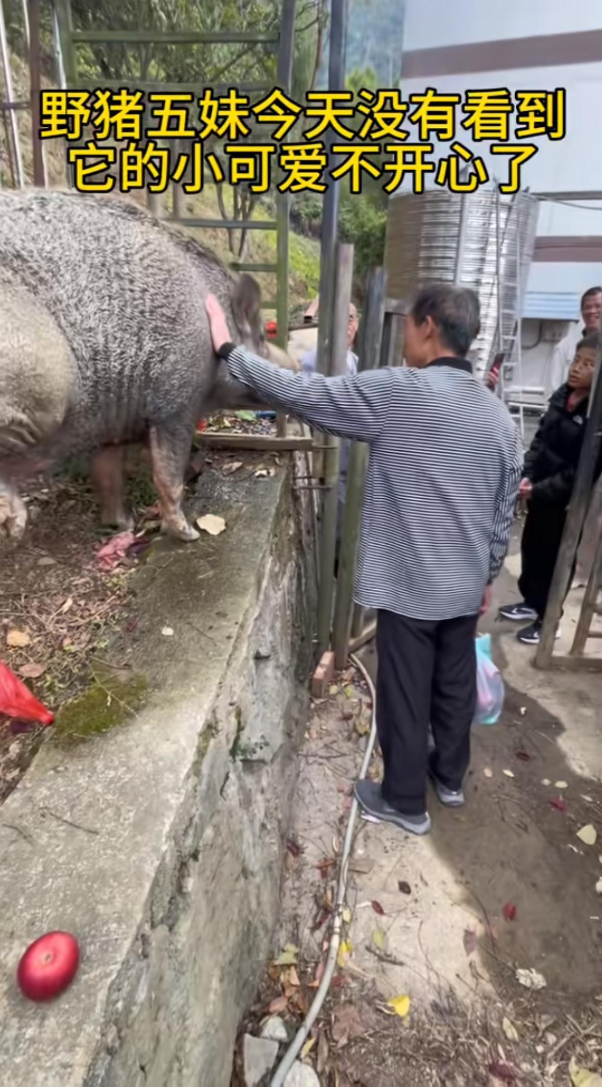 在广东江门观音寺的后山，一只300斤的野猪正眯着眼睛啃苹果，游客举着手机围成半圆