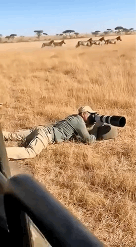大家平时看到的那些震撼的野生动物大片，原来是这样拍出来的！为了捕捉远处斑马群奔跑