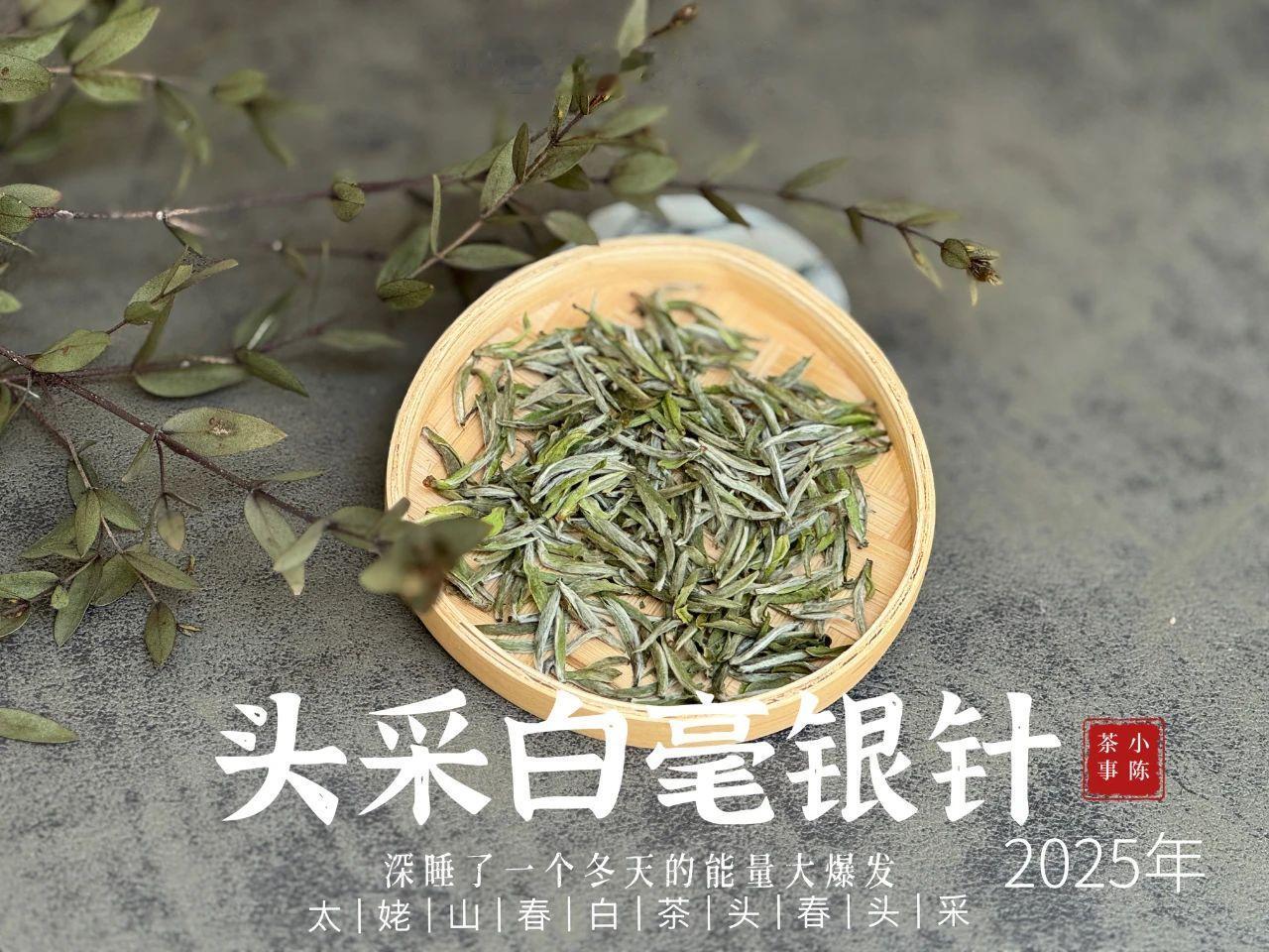 福鼎白茶老茶客才懂的十个喝茶门道①白毫银针才有头采。白茶，只有“头采白毫银针