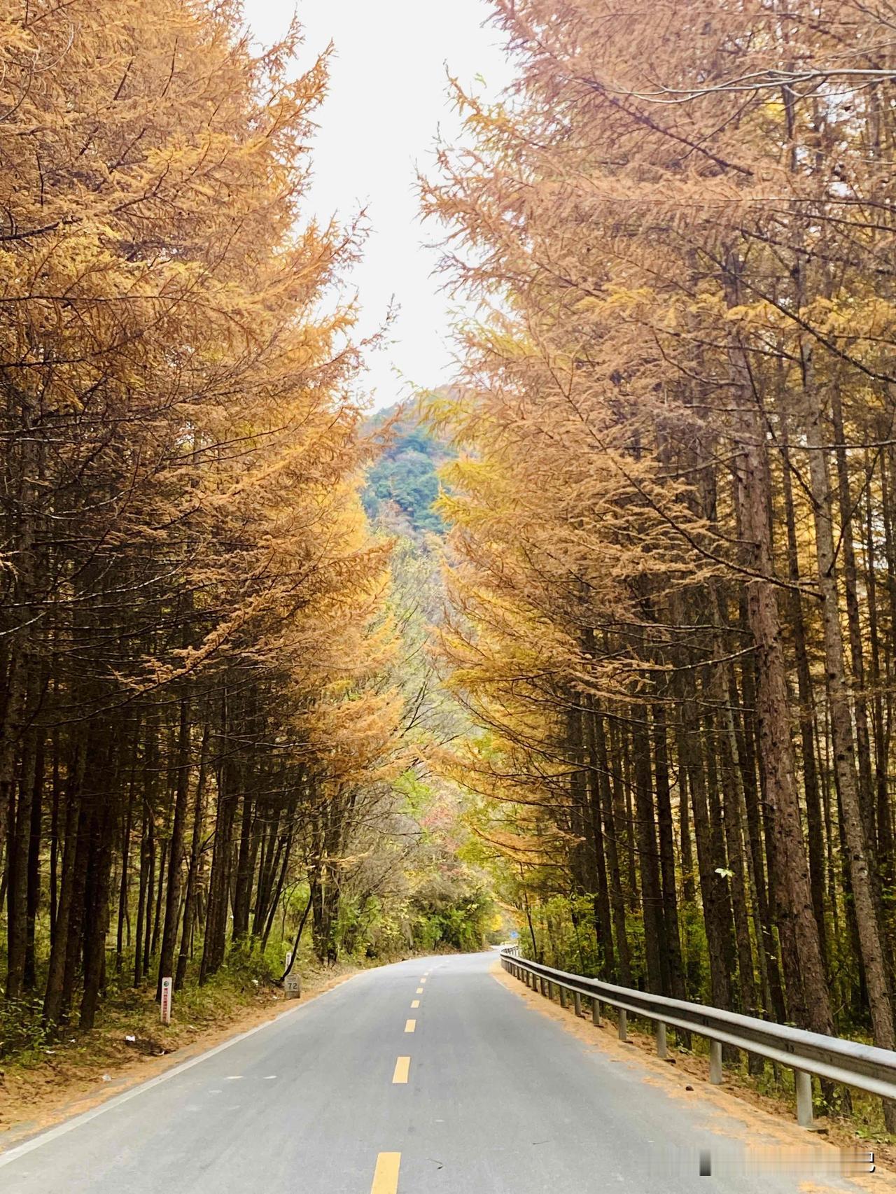 甘肃人赏秋，实在没必要跑远，S218、S325藏着最璀璨的秋色！今日的目标本