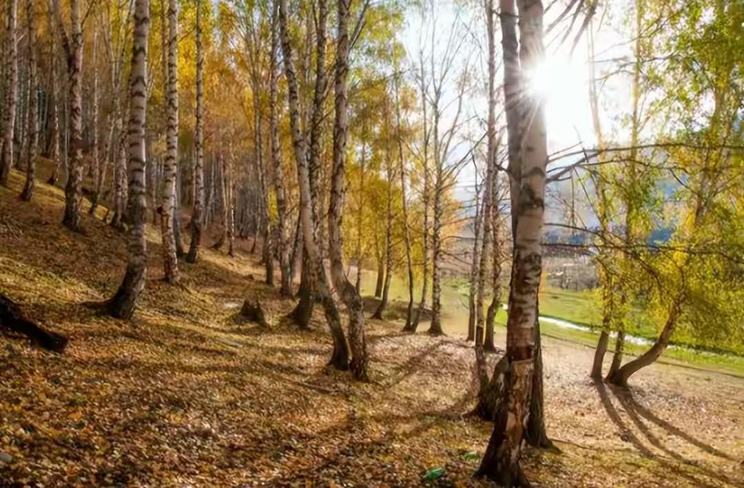 子弹打不穿却扛不住人抢，铁桦树还能活多久？昨天在珲春林场亲眼看见AK-47