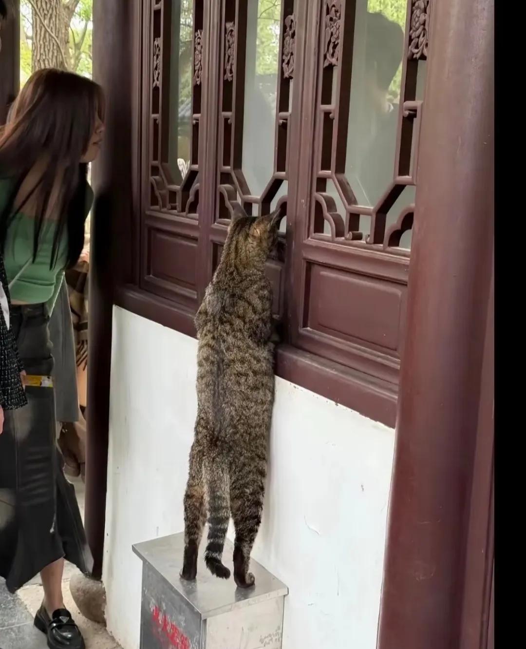 猫趴窗户上看半天了，走过的人也都看看，这画面真逗！