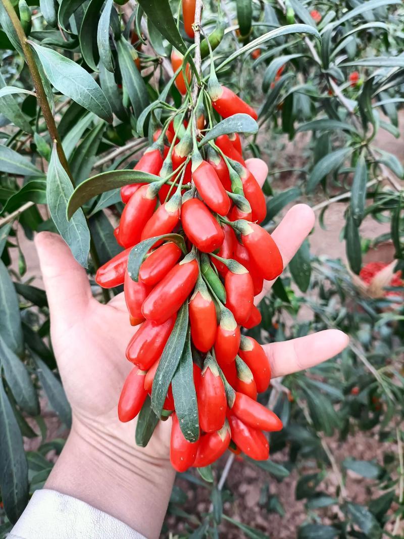 枸杞这样吃，比泡水管用十倍。人到中年，保温杯里不泡几颗枸杞，都不好意思说自己