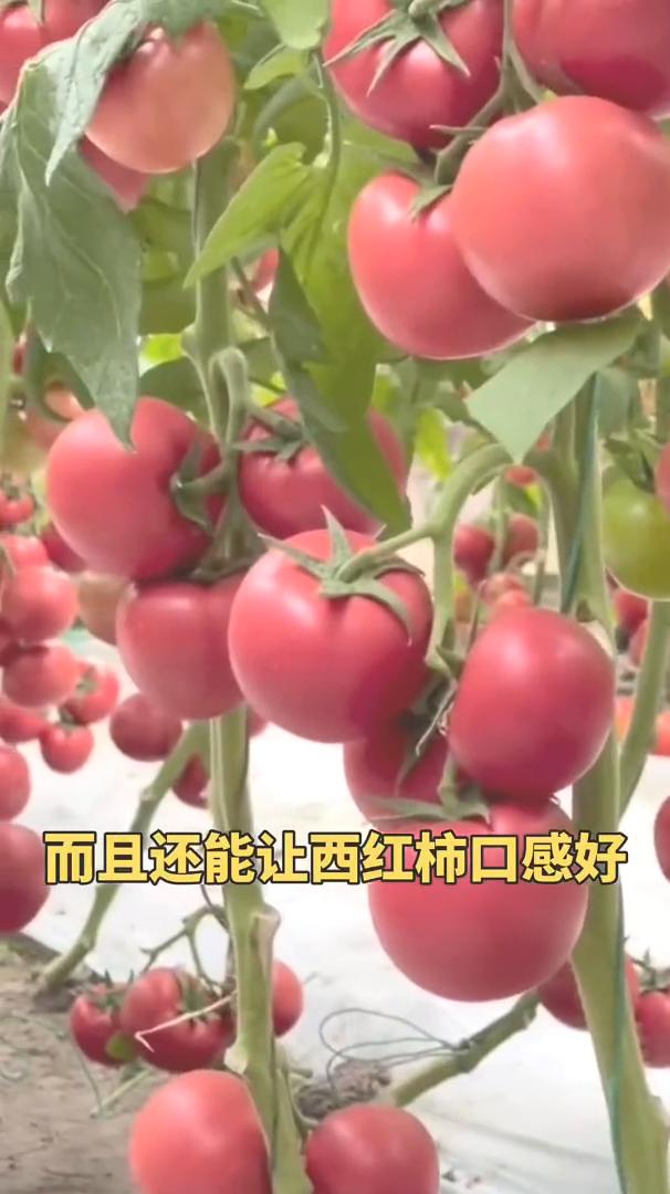 西红柿到了膨果期容易出现脐腐病和裂果的情况，只要做到这两点不但能预防裂果、畸形果