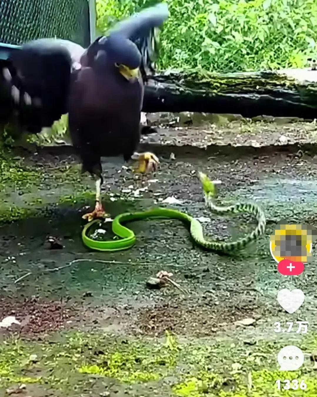 狩猎现场，毒蛇大战老鹰，一个回合毒蛇就失去了战斗力！毒蛇的天敌老鹰太厉害了，一