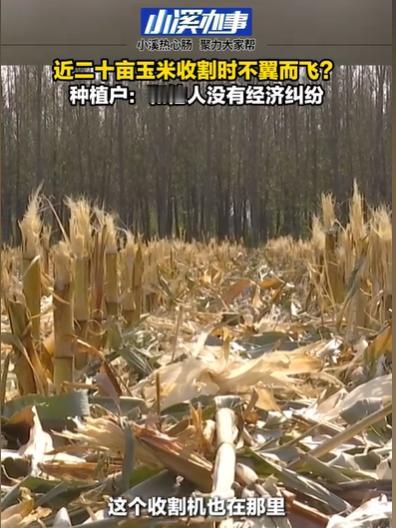 山东聊城，男子承包了约18亩地种玉米，辛苦种了一季玉米，眼看就到收割的时候。他开