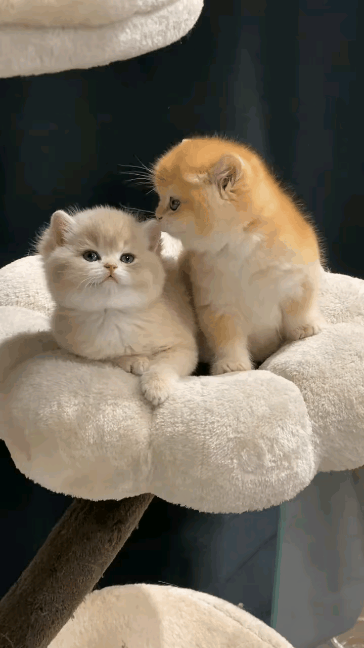 全网最甜小奶猫双胞胎！形影不离黏成一团，看完直接沦陷🥹网友家的两只小奶猫