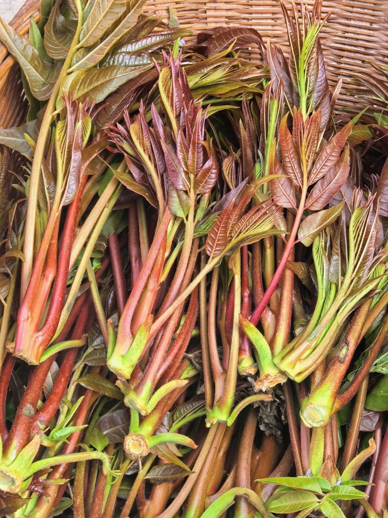 香椿香气浓郁，嫩芽翠绿，顶端带着一点红，新鲜多汁，含有香椿素等芳香物质，能