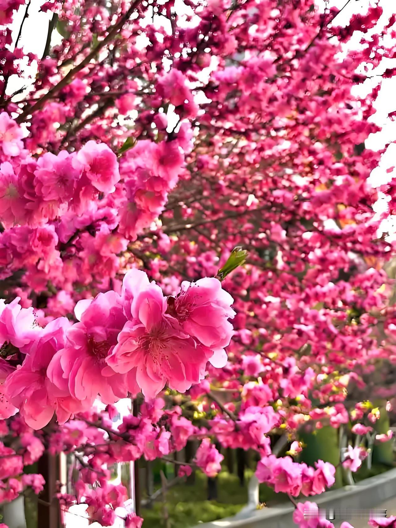 粉嫩樱花盛开，浪漫满园春意浓！🌸💕