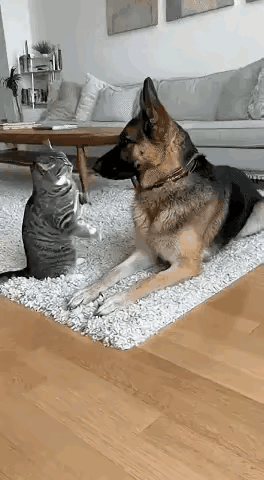 猫咪：左一拳、右一拳、左一拳、右一拳……小狗你怕不怕？狗子：别闹，一边玩去。